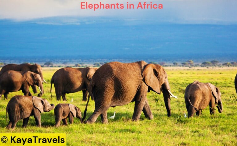 Best Place to See Elephants in Africa – Top Safari Destinations Revealed
