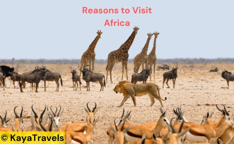 Reasons to Visit Africa – Discovering Its Diverse Attractions and Rich Culture